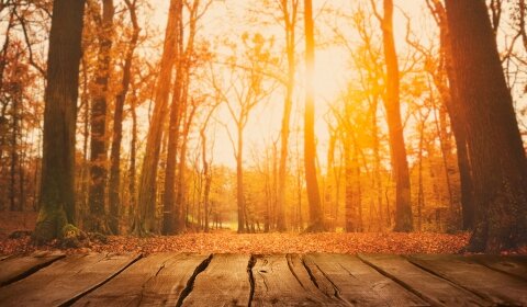 Autumn walks in Spain's forests